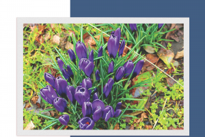 Camas Quarterly - March 2024
