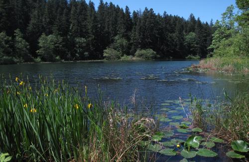 View of a Lake on a Sunny Day