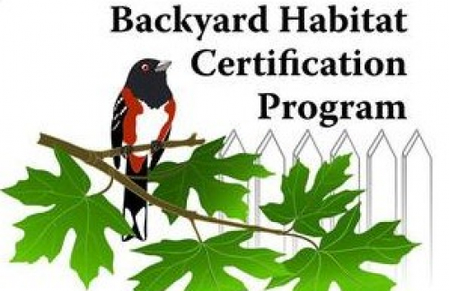 Backyard Habitat