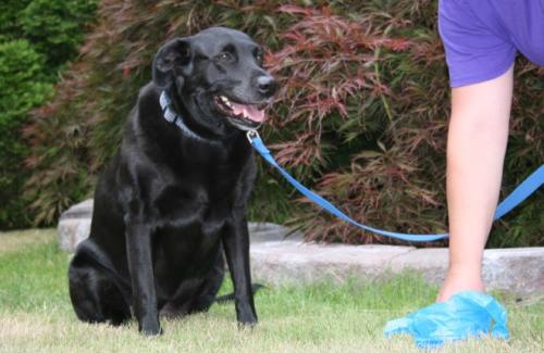 Dog on a leash