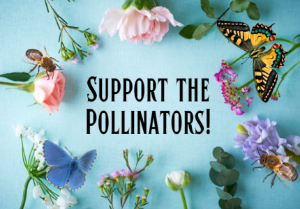 Support our pollinators