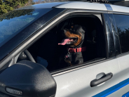 Rotweiler