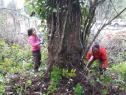 Ivy Removal