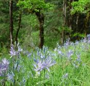 Field of purple lilies