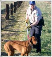 Police officer with a dog