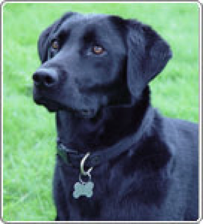 Black Lab