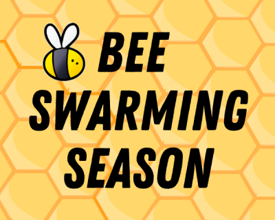 Bee Swarming Season