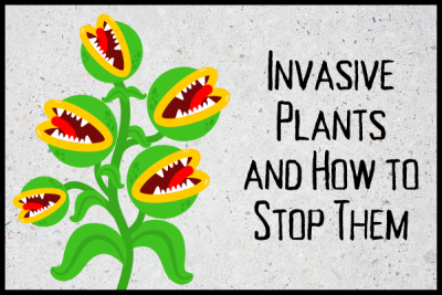 Invasive Plants and How to Stop Them
