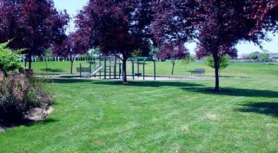 Trees and play structure