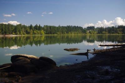 Lake surrounded by trees