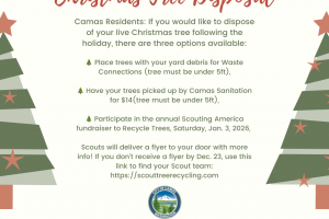 Live Christmas Tree Disposal Options 