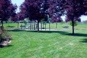 Trees and play structure
